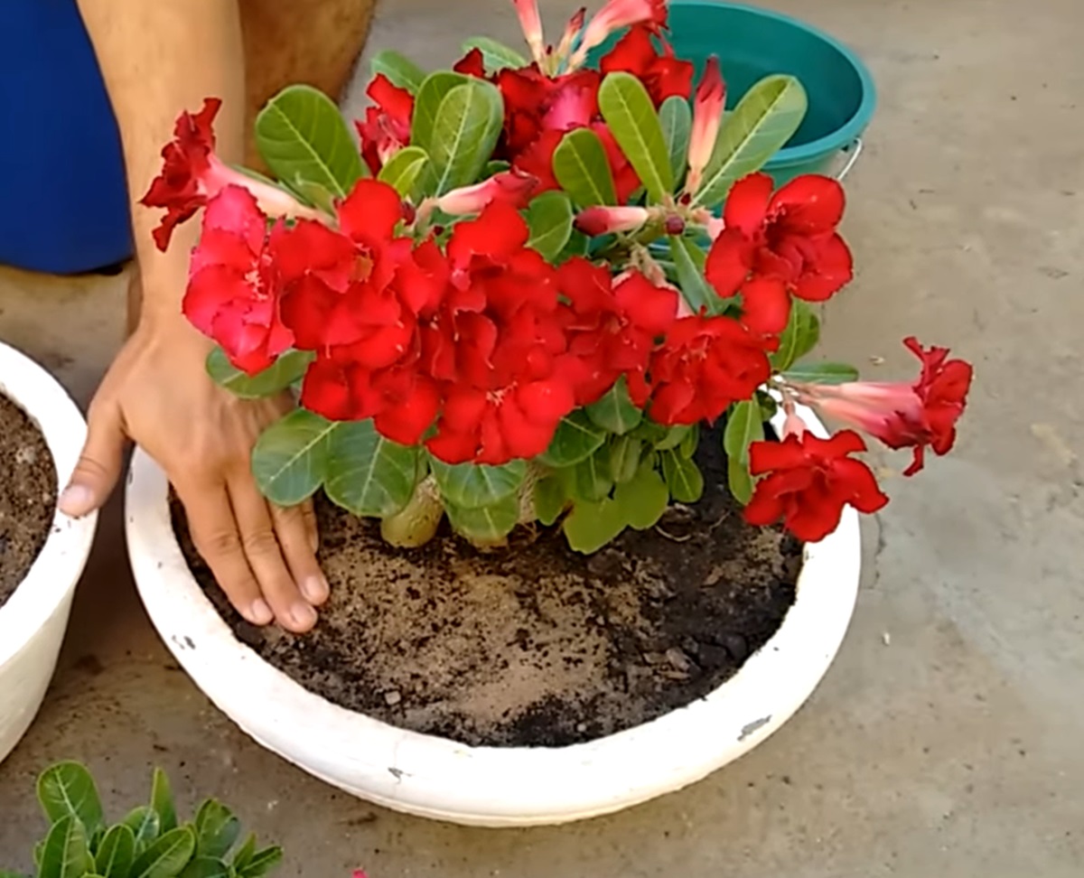 Rosa do deserto: saiba como plantar da forma mais simples de todas. Imagem: Reprodução